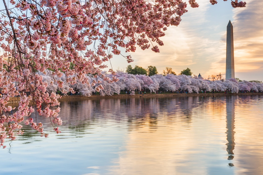 national cherry blossom festival