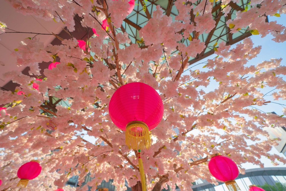 Cultural Performances in national cherry blossom festival